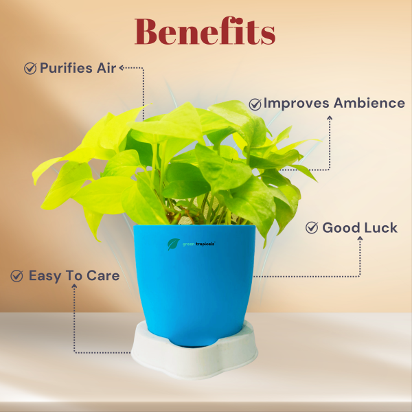 Golden Money Plant - Image 2